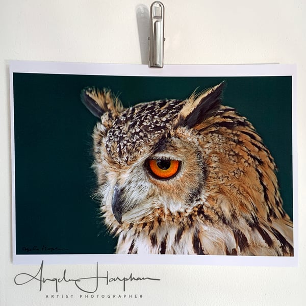 Fine Art Colour Photograph A4 - Owl