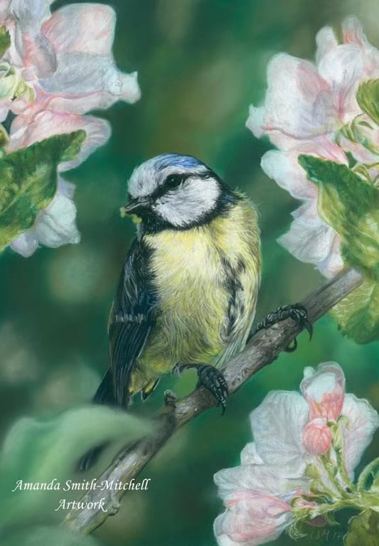 Blue Tit Amongst Blossom, original pastel pencil artwork