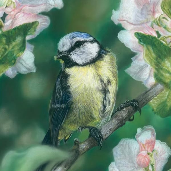 Blue Tit Amongst Blossom, original pastel pencil artwork