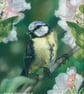 Blue Tit Amongst Blossom, original pastel pencil artwork