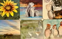 Coasters