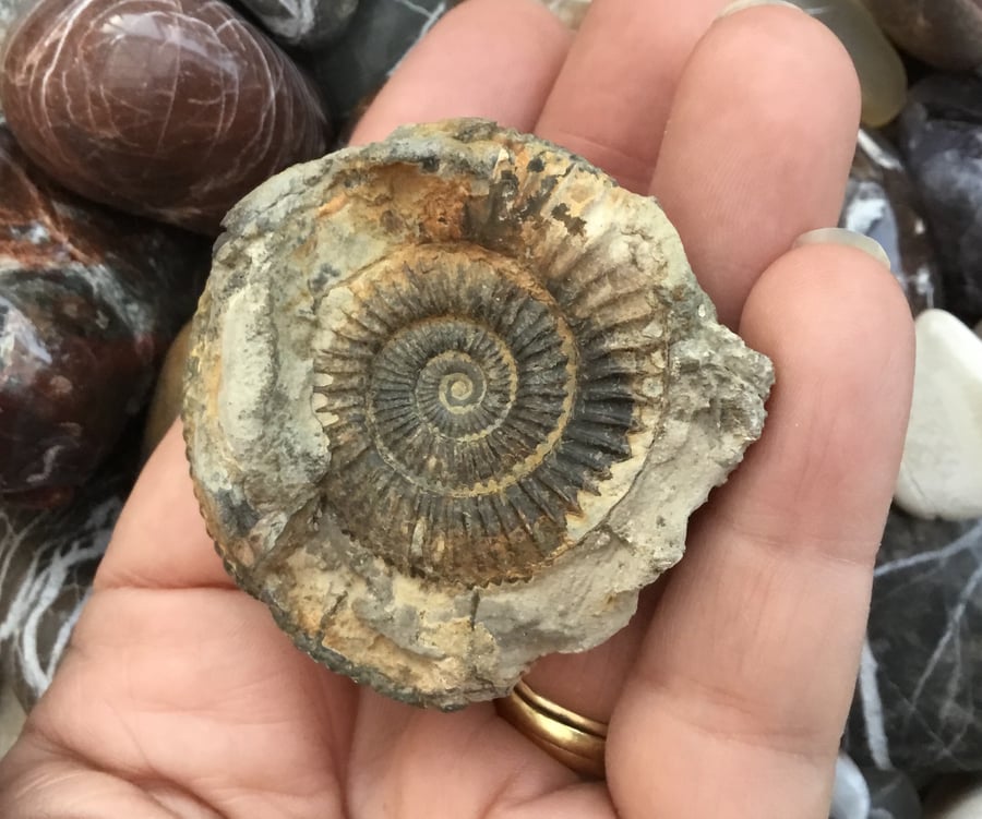 Russet Beautiful & Rustic Natural Ammonite Fossil, Display or Craftting Project