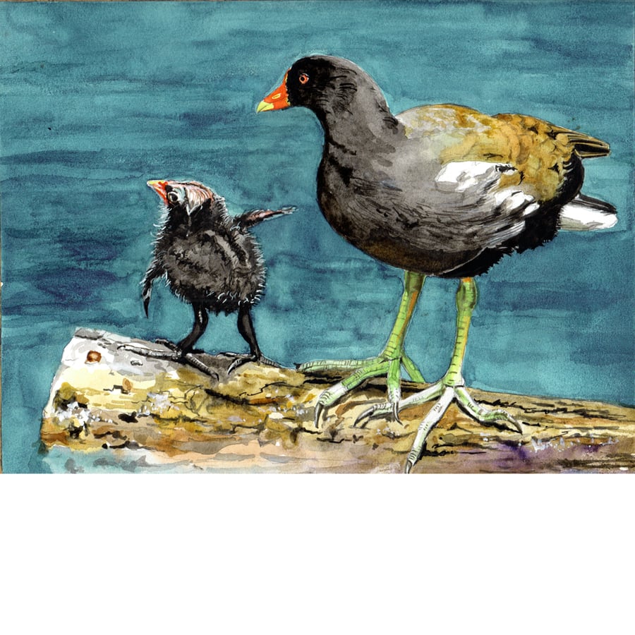 Moorhen and Chick. Original watercolour.