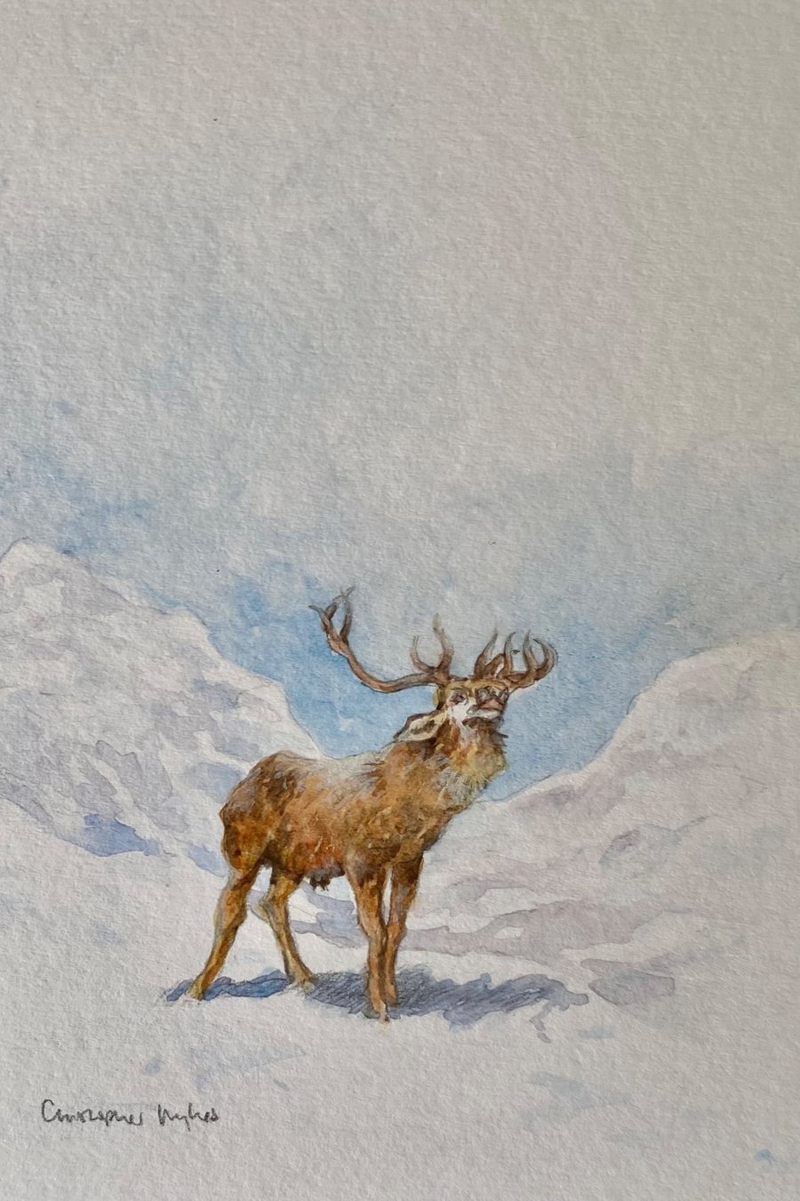 The Monarch . Original watercolour painting by Christopher Hughes 