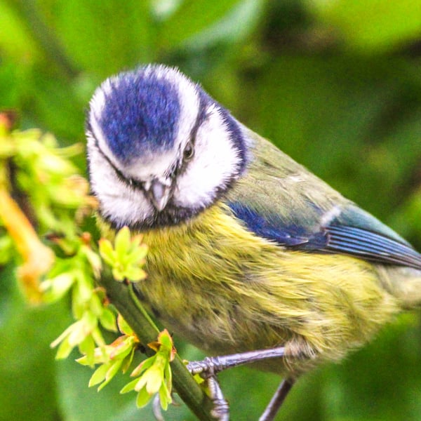 British garden bird Greetings Cards - Five different birds - Blank Inside.