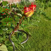 Wolds Plant Supports