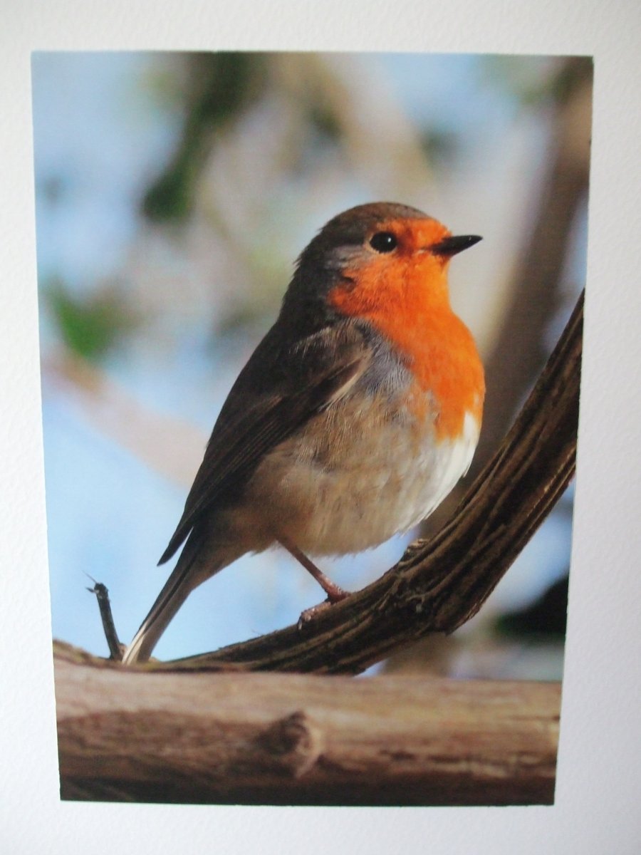 Photo of a Robin on a Christmas card.