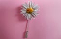 Daisies 