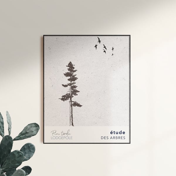 Lodgepole Tree Print