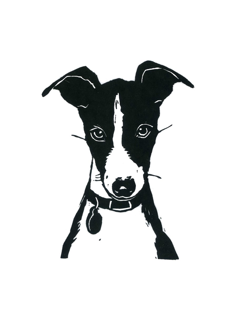 Alfie the italian greyhound puppy