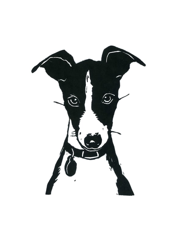 Alfie the italian greyhound puppy