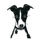 Alfie the italian greyhound puppy