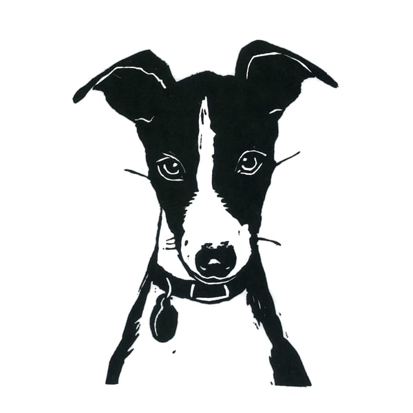 Alfie the italian greyhound puppy