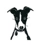 Alfie the italian greyhound puppy - Image 1