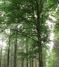 2 x 10" x 8" Mounted Photos - Trees - Image 3