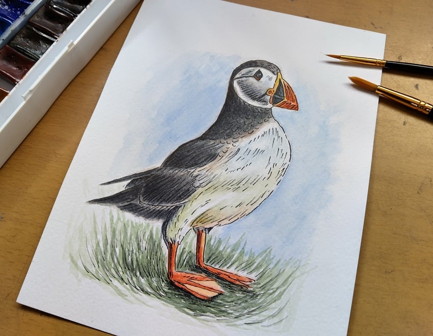 Watercolour Painting of a Puffin