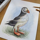 Watercolour Painting of a Puffin