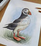 Watercolour Painting of a Puffin