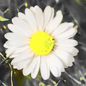 Elaine Curtis at DaisyFace Art