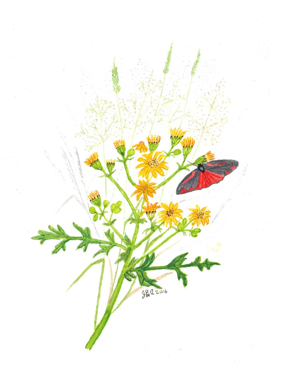 Ragwort and Cinnabar moth.