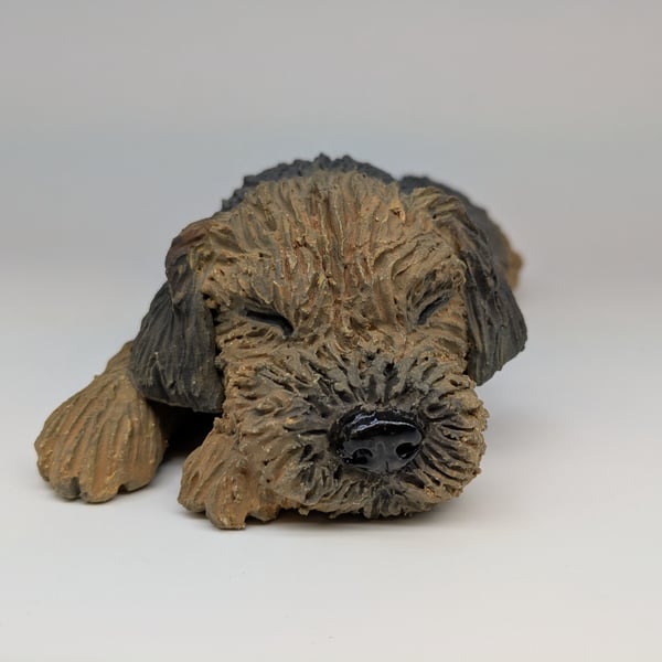 Large Border Terrier - Splat Pose