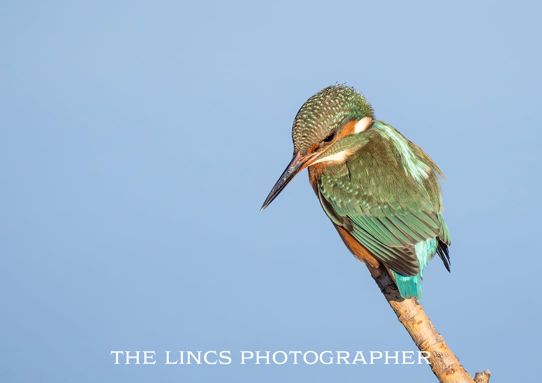 Female Kingfisher print (Limited edition of 10)
