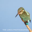 Female Kingfisher print (Limited edition of 10)