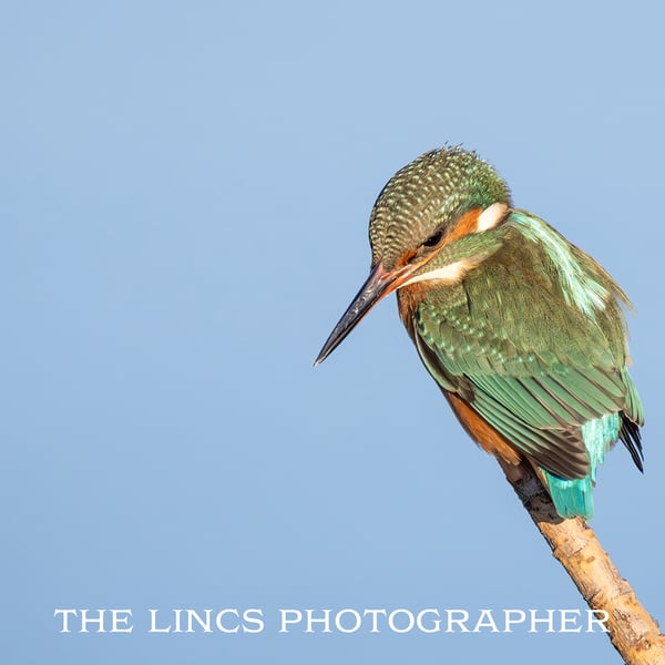Female Kingfisher print (Limited edition of 10)