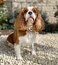 Dog Necktie - Autumn Trees - 5 Sizes Easy Tie On - Image 2