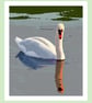 Swan on the Fens Norfolk Greeting Card A5 Size  - Image 1