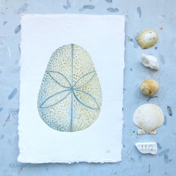 Sand dollar urchin test shell original watercolour painting illustration study