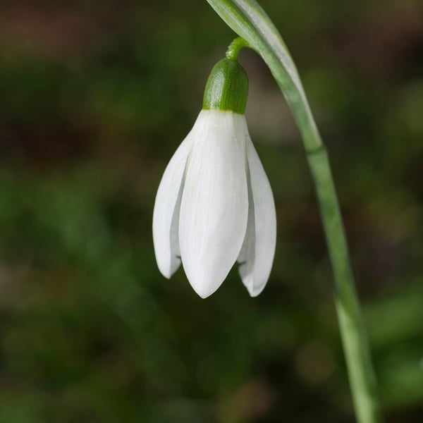 The beauty that is a single Snowdrop