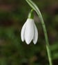 The beauty that is a single Snowdrop - Image 2