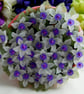 Summer Seconds White Purple and Fuchsia Flower Pot - Image 5