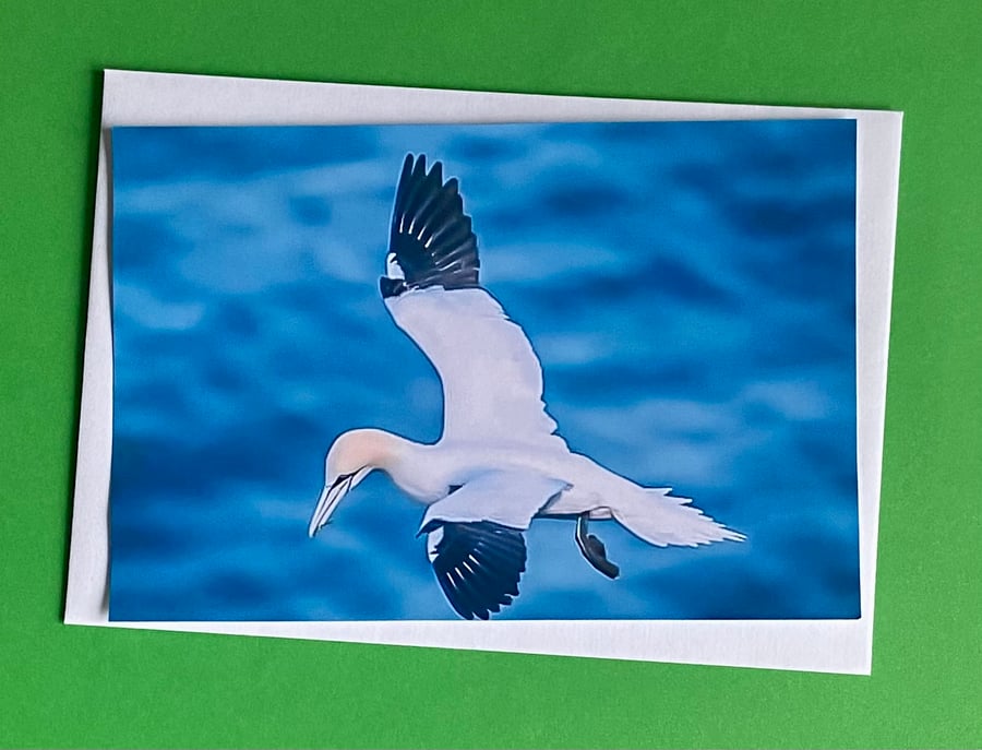 Gannet in Flight - Photographic Print Greetings card