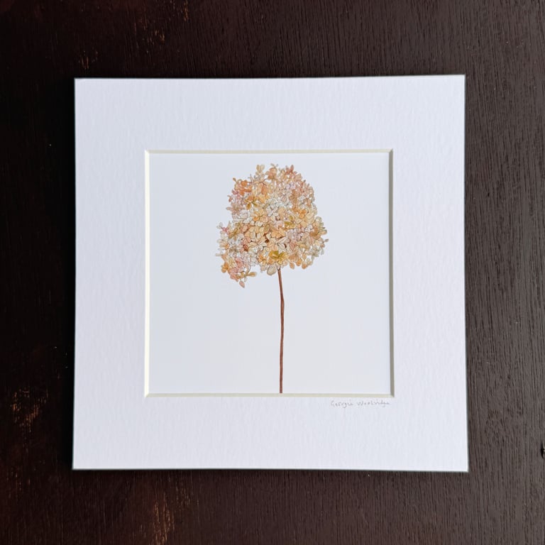 'Dried Hydrangea' 8" x 8" Mounted Print