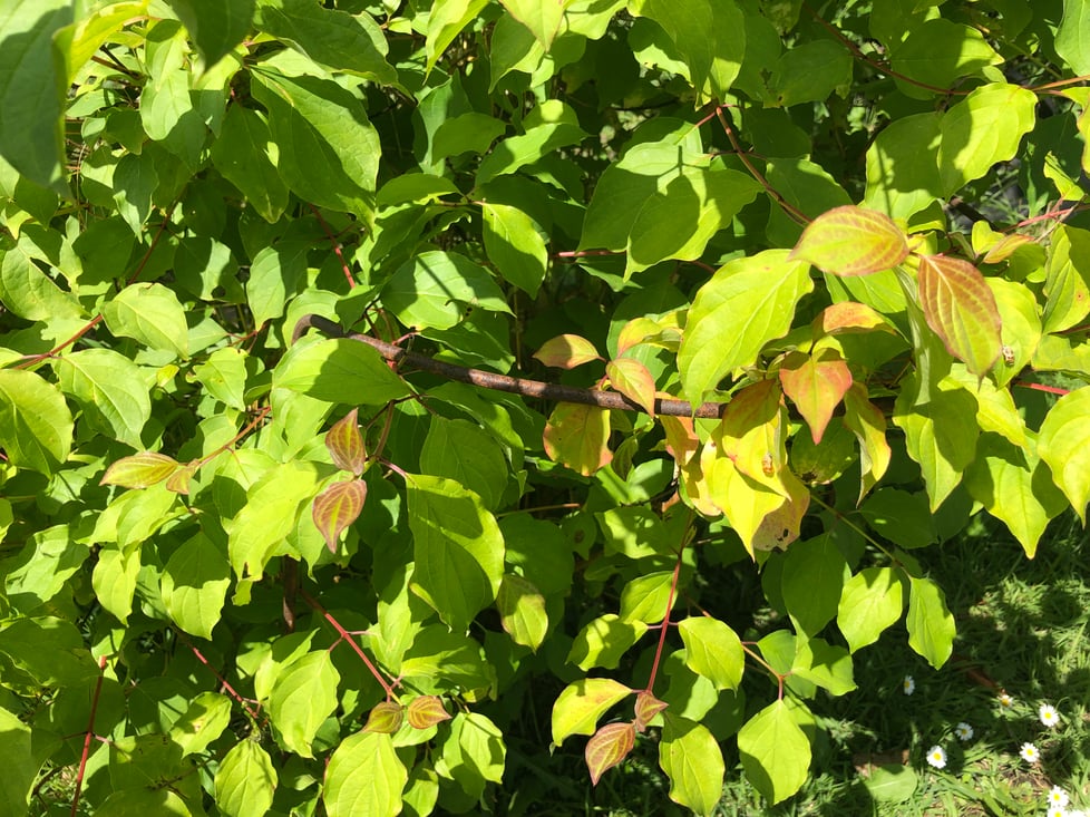 RustyRavenPlantSupports