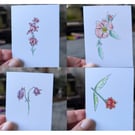 Set of 13 Wildflower ACEOs