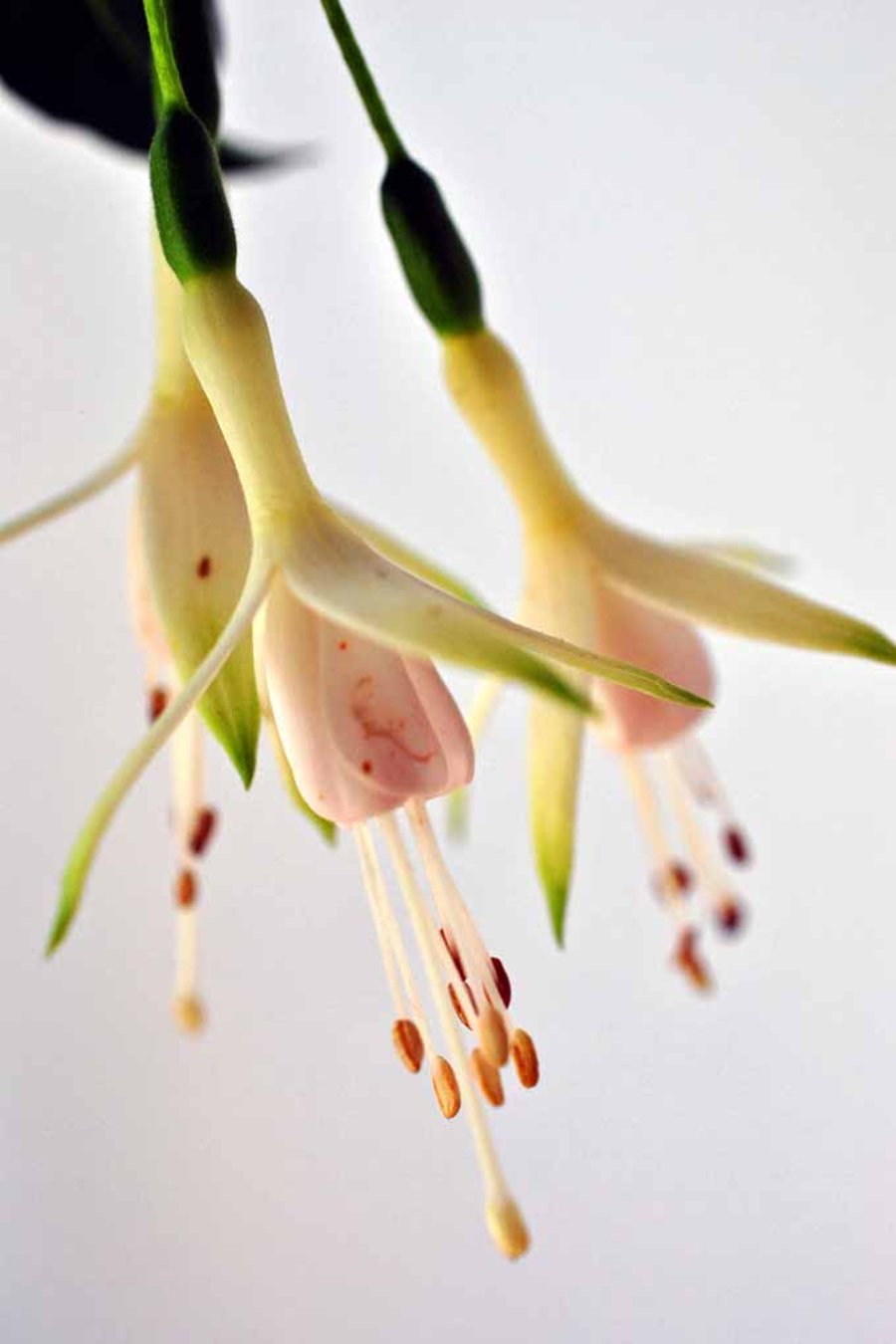 White Fuchsia Hawkshead Summer Flower Photograph Print