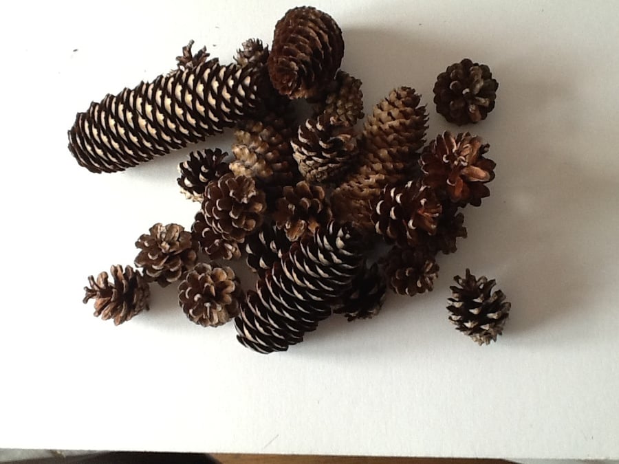 Natural pine cones and fir cones