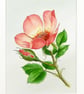 Original Art Watercolour Painting Rose 'For Your Eyes Only' - Image 4