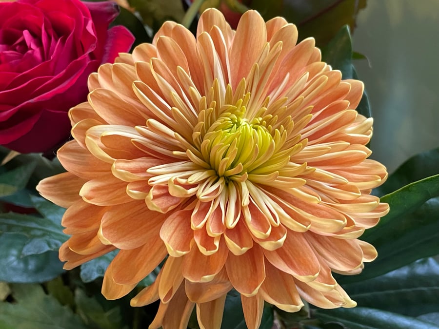 Floral Greeting Card - Chrysanthemum Photography - Blank Inside