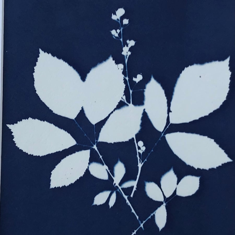 Original Cyanotype Art, Azraq - Blackberry Bush Leaves, prickles and all