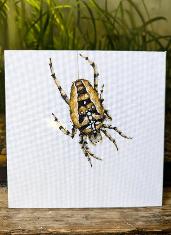 Crowned Orbweaver Spider Acrylic Painting 