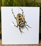 Crowned Orbweaver Spider Acrylic Painting 