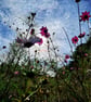 Spring Blooms Archival Photo Print 8 x 10inch in 10 x 12 mount - Image 2