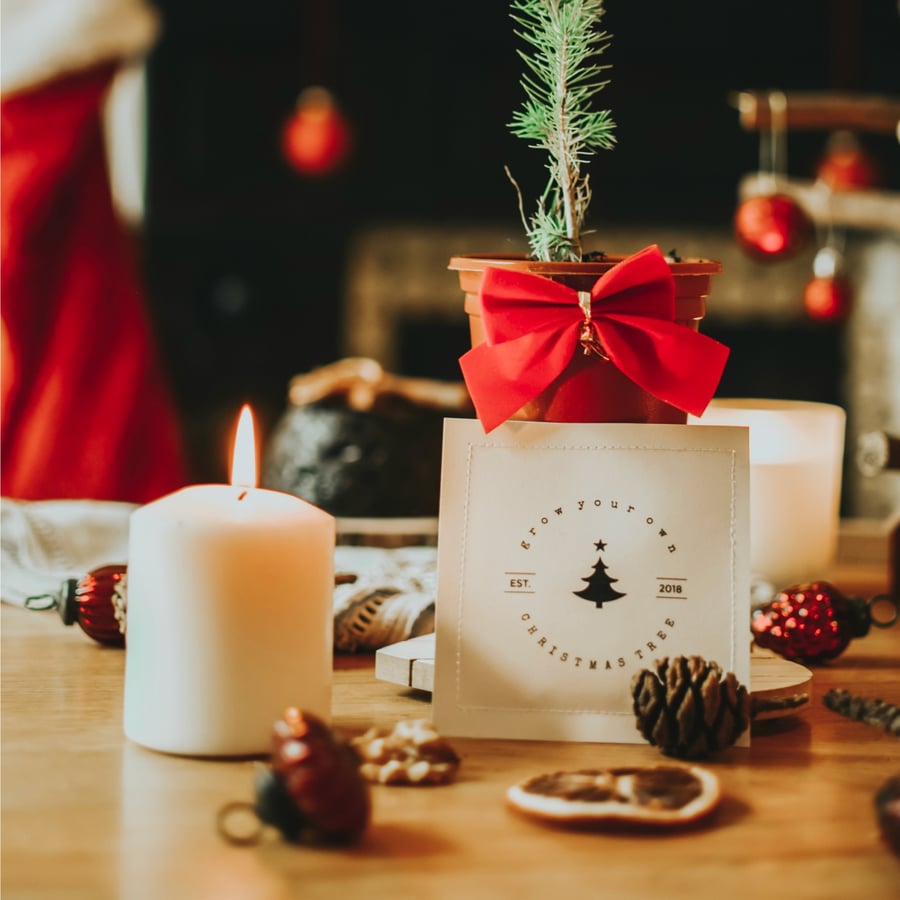 5 x Grow Your Own Christmas Tree Seed Packets
