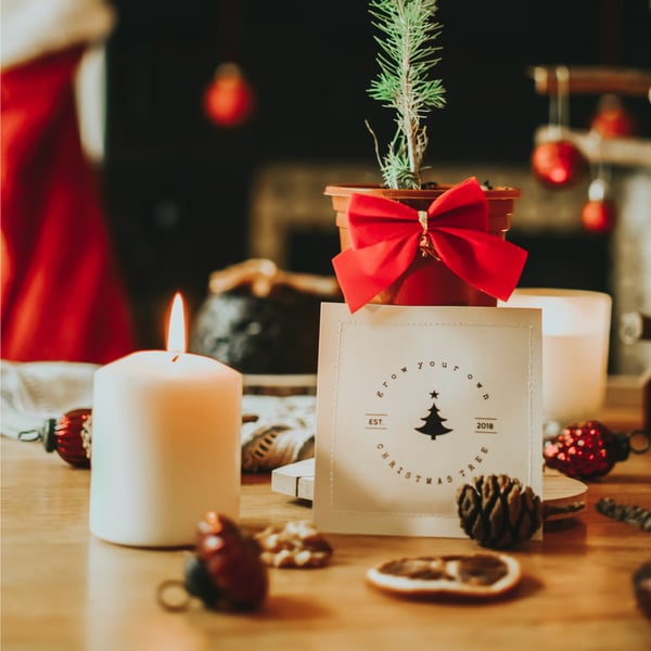 5 x Grow Your Own Christmas Tree Seed Packets