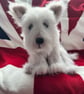 White as snow West Highland Puppy - Image 5