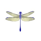 Dragonfly..  cushions and accessories